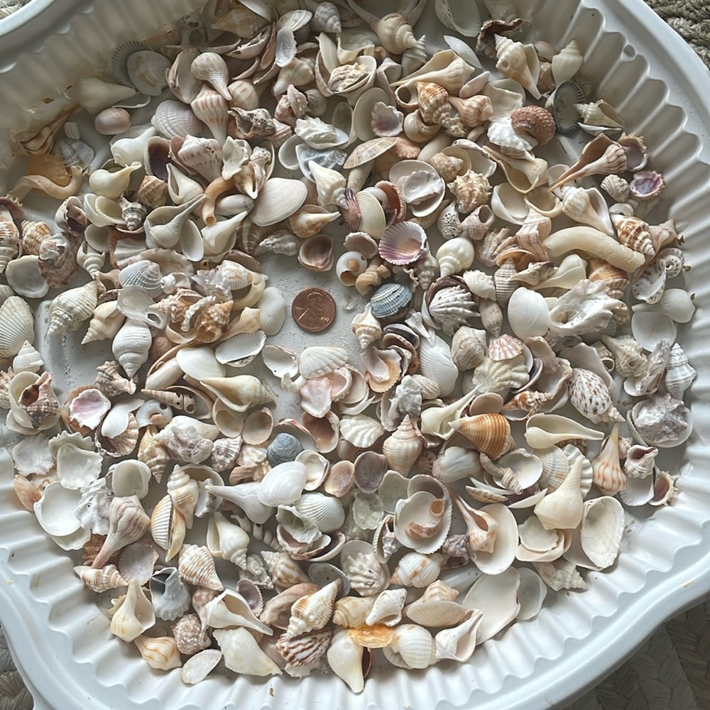 Shells - Picture 1 of 5